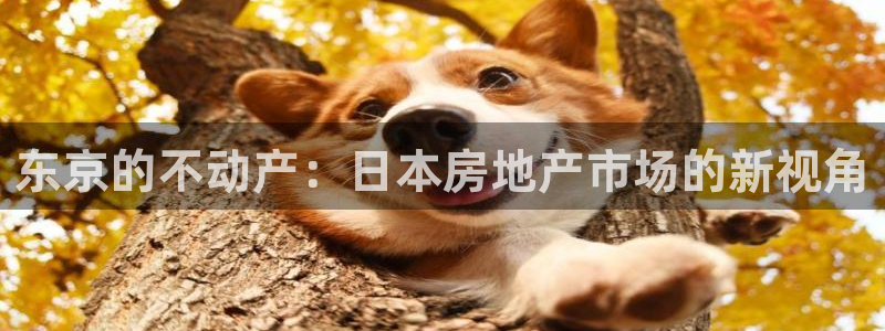 风暴娱乐主页：东京的不动产：日本房地产市场的新视角