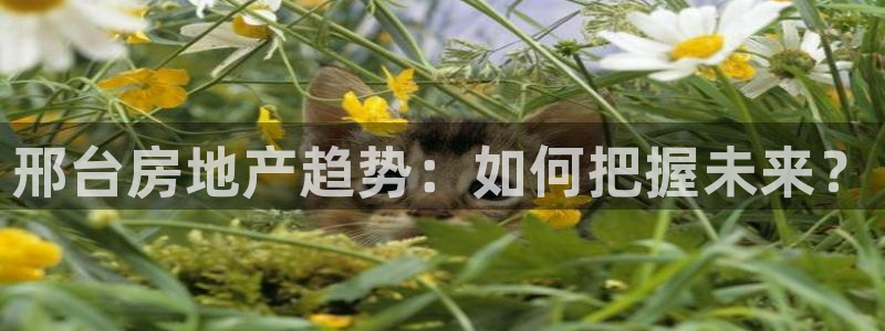 风暴娱乐月5指尖：邢台房地产趋势：如何把握未来？